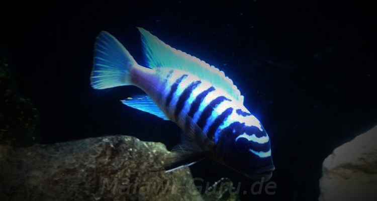 Metriaclima fainzilberi 'Charo'